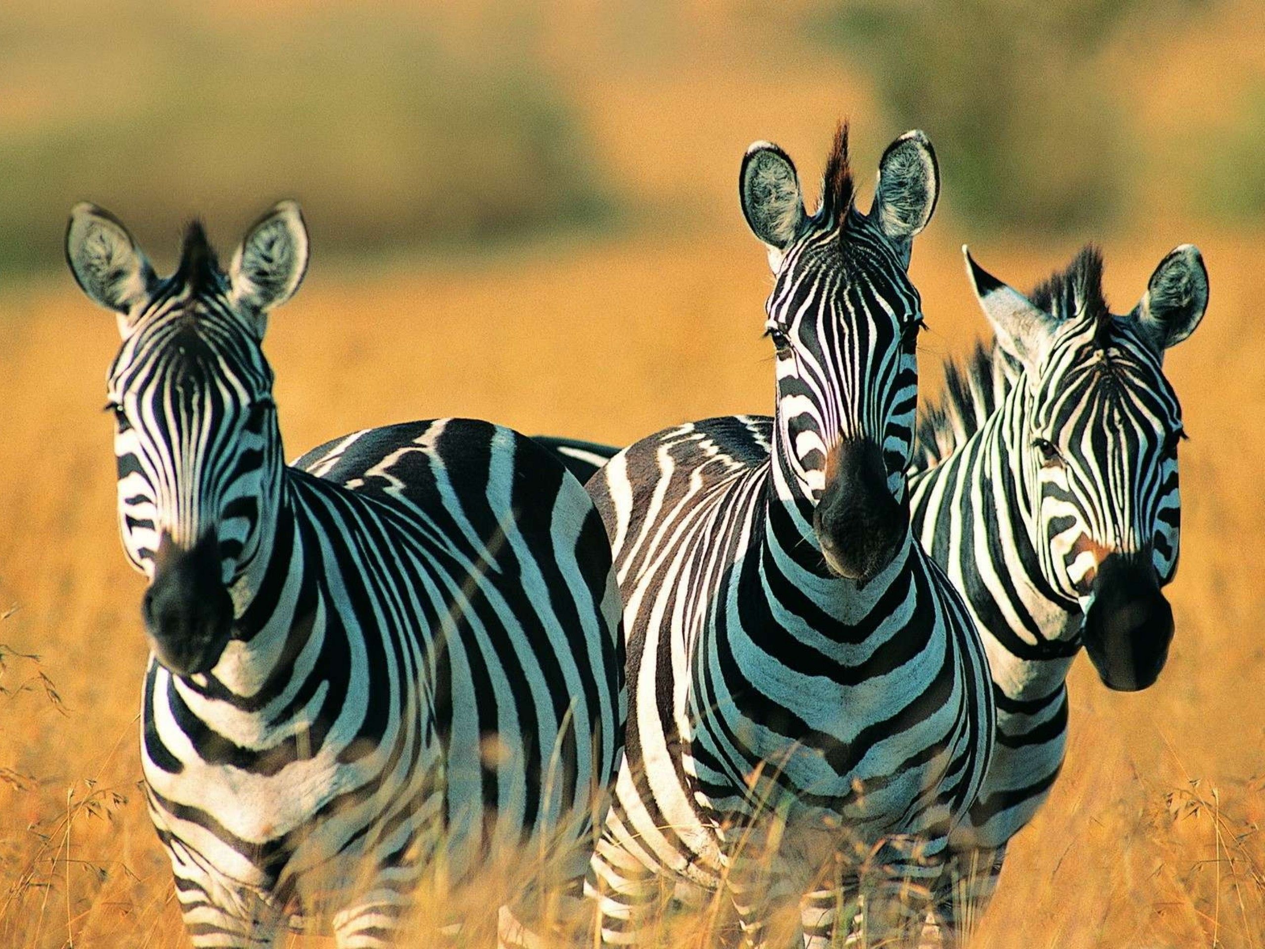 http://www.nakedcapitalism.com/wp-content/uploads/2013/08/Animal-Cute-Zebra.jpg