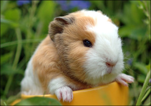 guinea-pig-language-sound