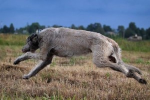 Irish Wolfhound running