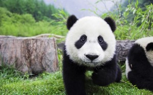 Cute-Panda-Bears-animals-34915025-2560-1600