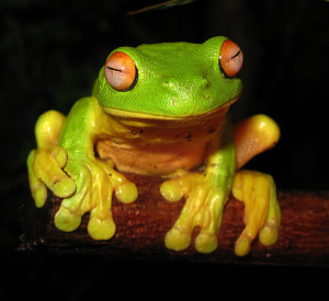 Red-eyed_Tree_Frog_-_Litoria_chloris_edit1