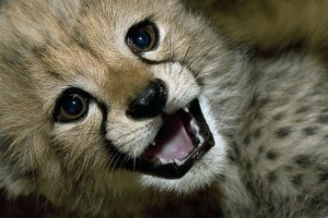 Cheetah-cub-at-San-Diego-Zoos-Wild-Animal-Park