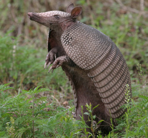 armadillo-meat-1