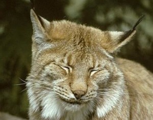 lynx13