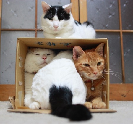cats in box links