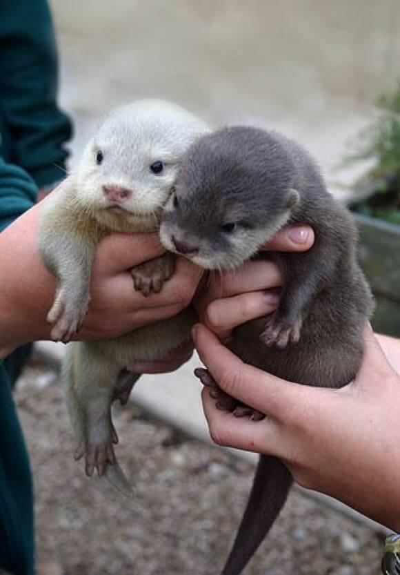 baby otters links
