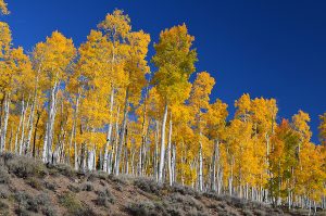 Quaking Aspen: The Keystone Species that Clones Itself | naked capitalism